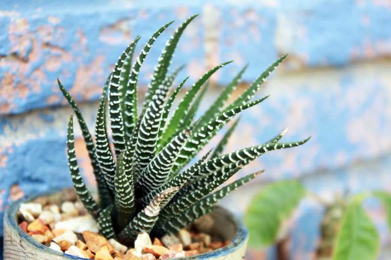 Haworthia attenuata