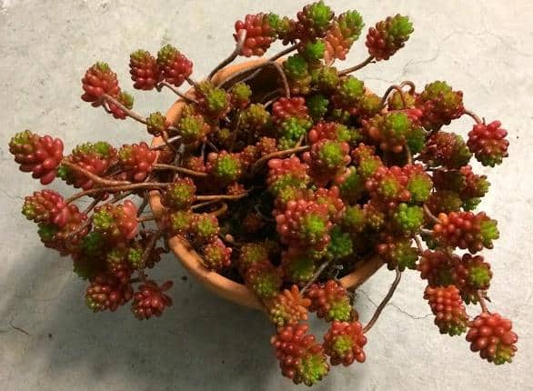 Sedum rubrotinctum