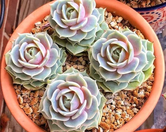 Echeveria Lola